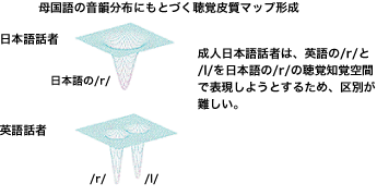 成人日本語話者は、英語の/r/と/l/を日本語の/r/の聴覚知覚空間で表現しようとするため、区別が難しい。